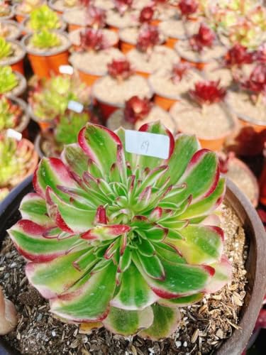 観葉植物 アエオニウム 多肉植物」の人気商品一覧 | 安い商品を通販